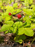 Alpine Strawberry 'Mignonette'