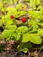Alpine Strawberry 'Mignonette'