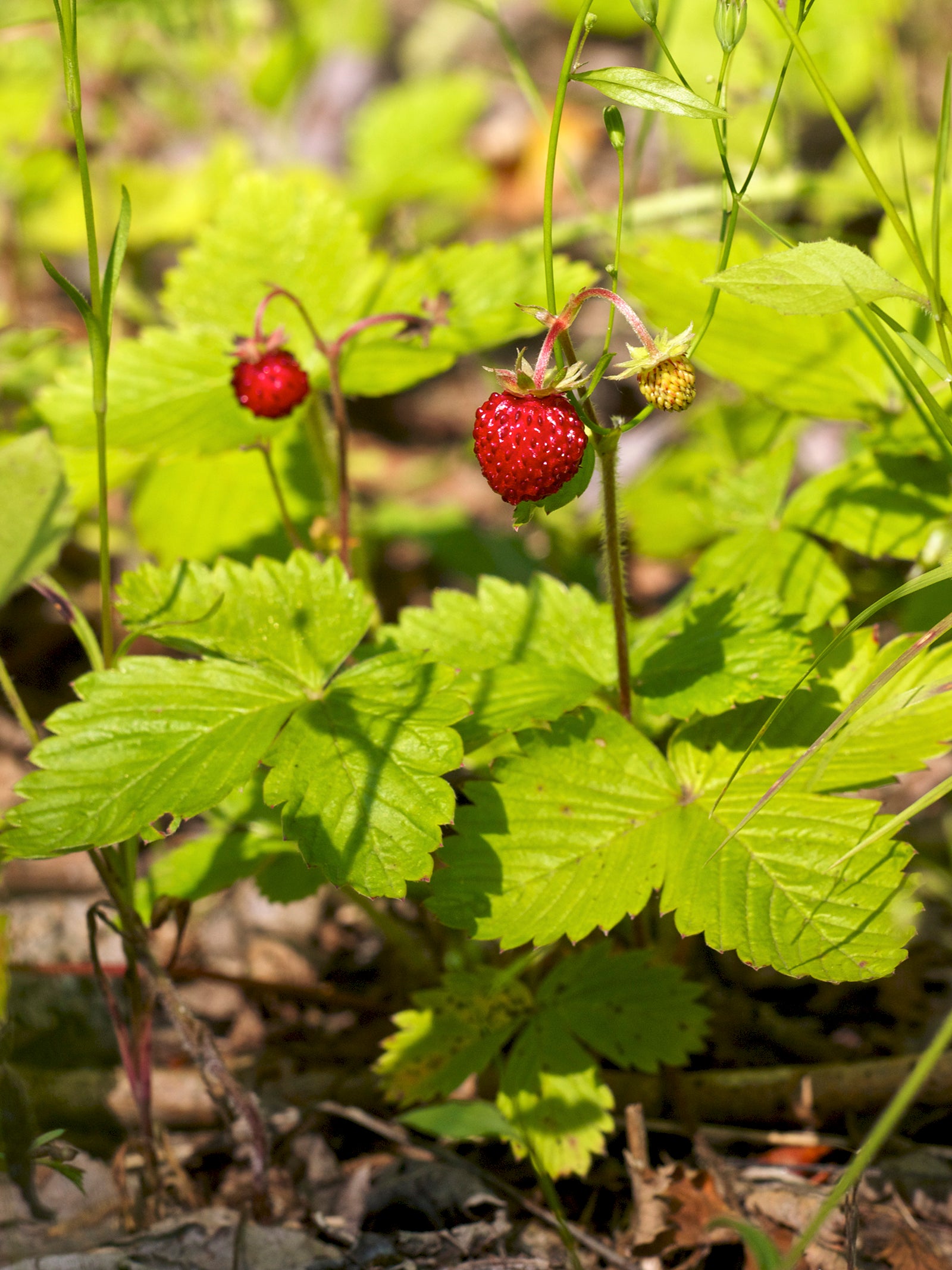 Alpine Strawberry 'Mignonette'