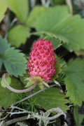 Alpine Strawberry