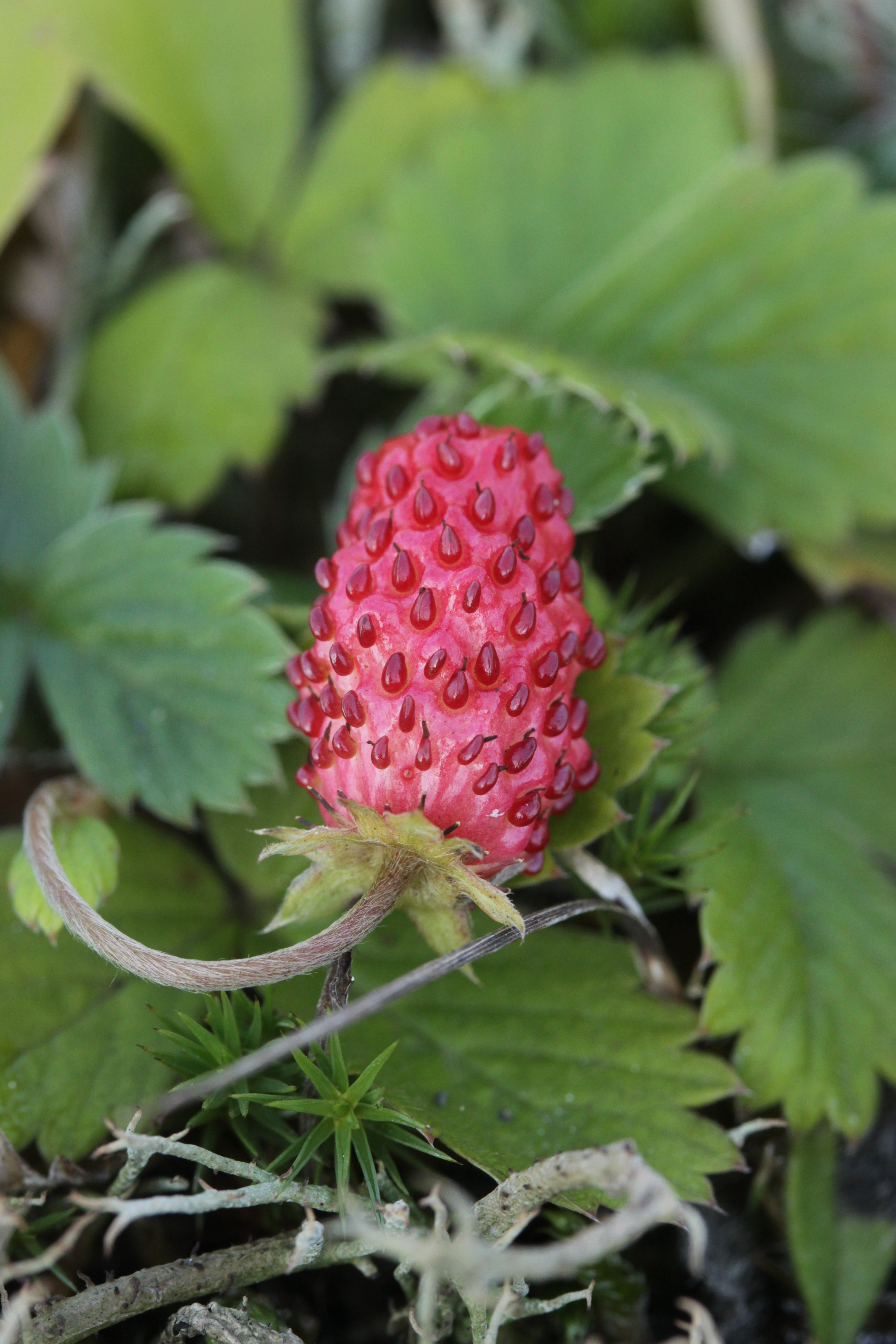 Alpine Strawberry