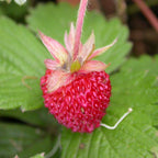 Strawberry 'Capron Royale'