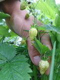 Alpine Strawberry 'White Delight'
