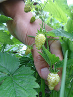 Alpine Strawberry 'White Delight'