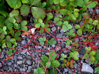 Virginia Strawberry