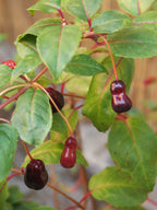 Fuchsia 'Globosa'