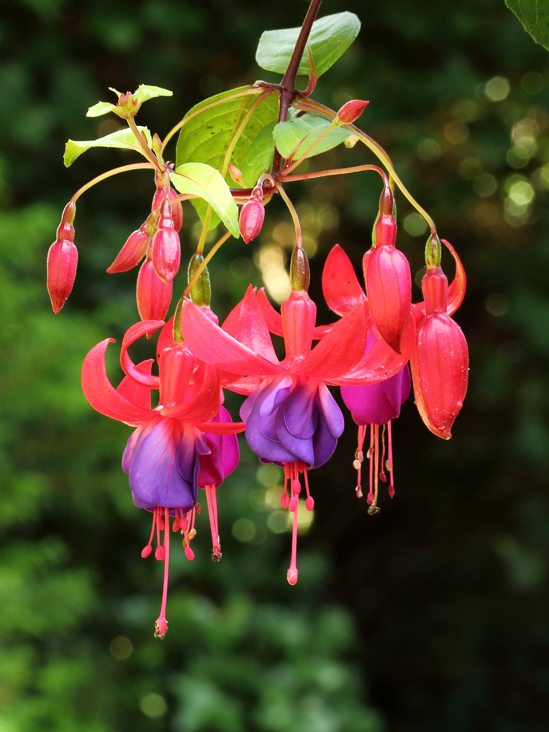 Fuchsia 'Globosa'