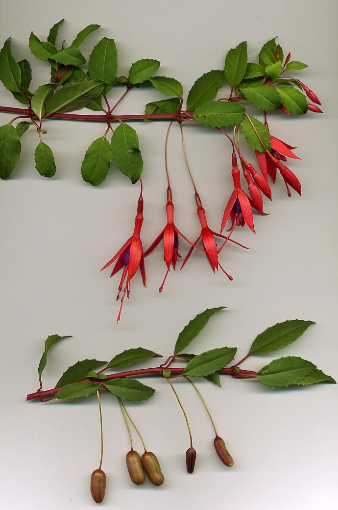 Fuchsia 'Vielebachen'