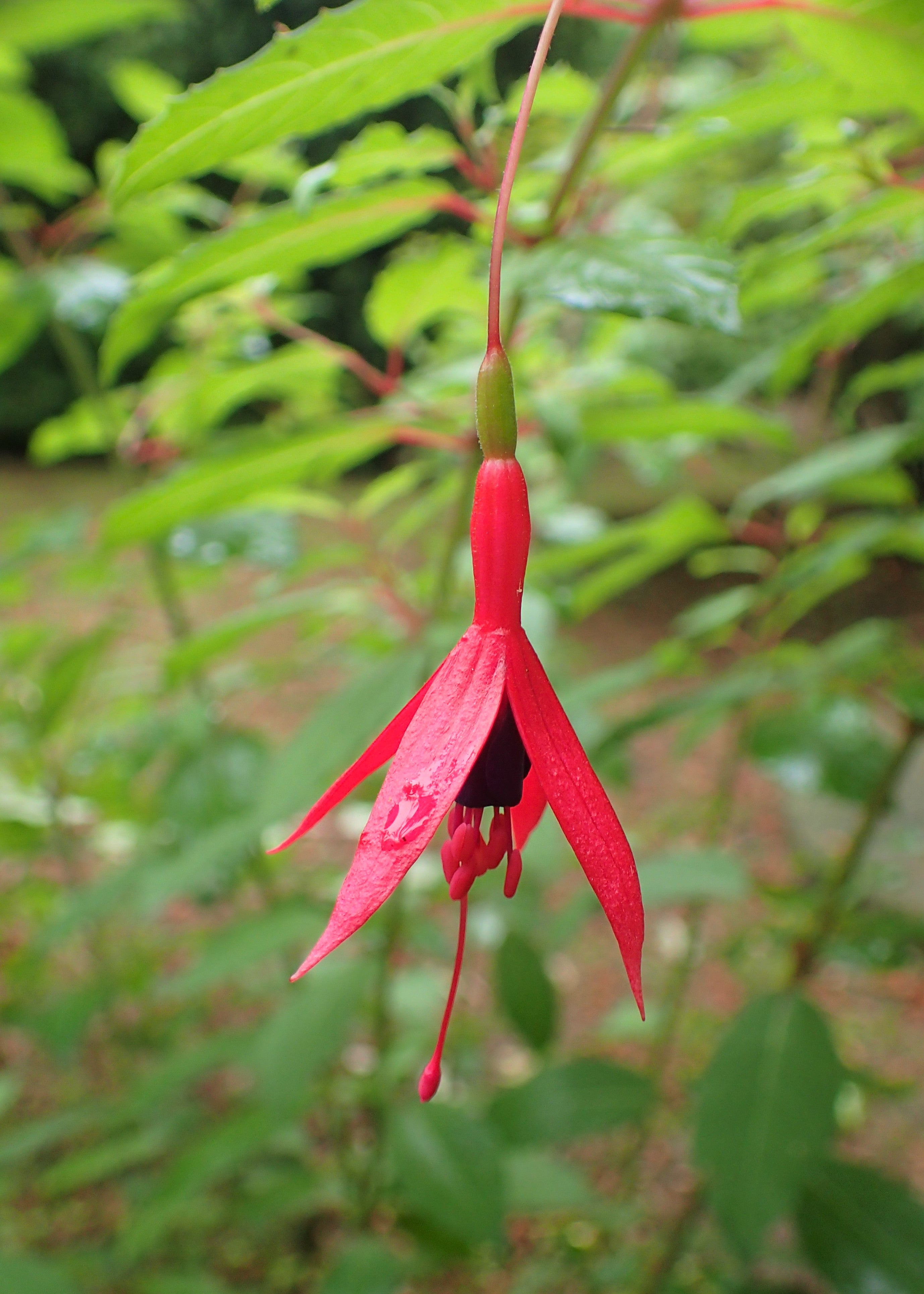 Fuchsia 'Riccartonii'