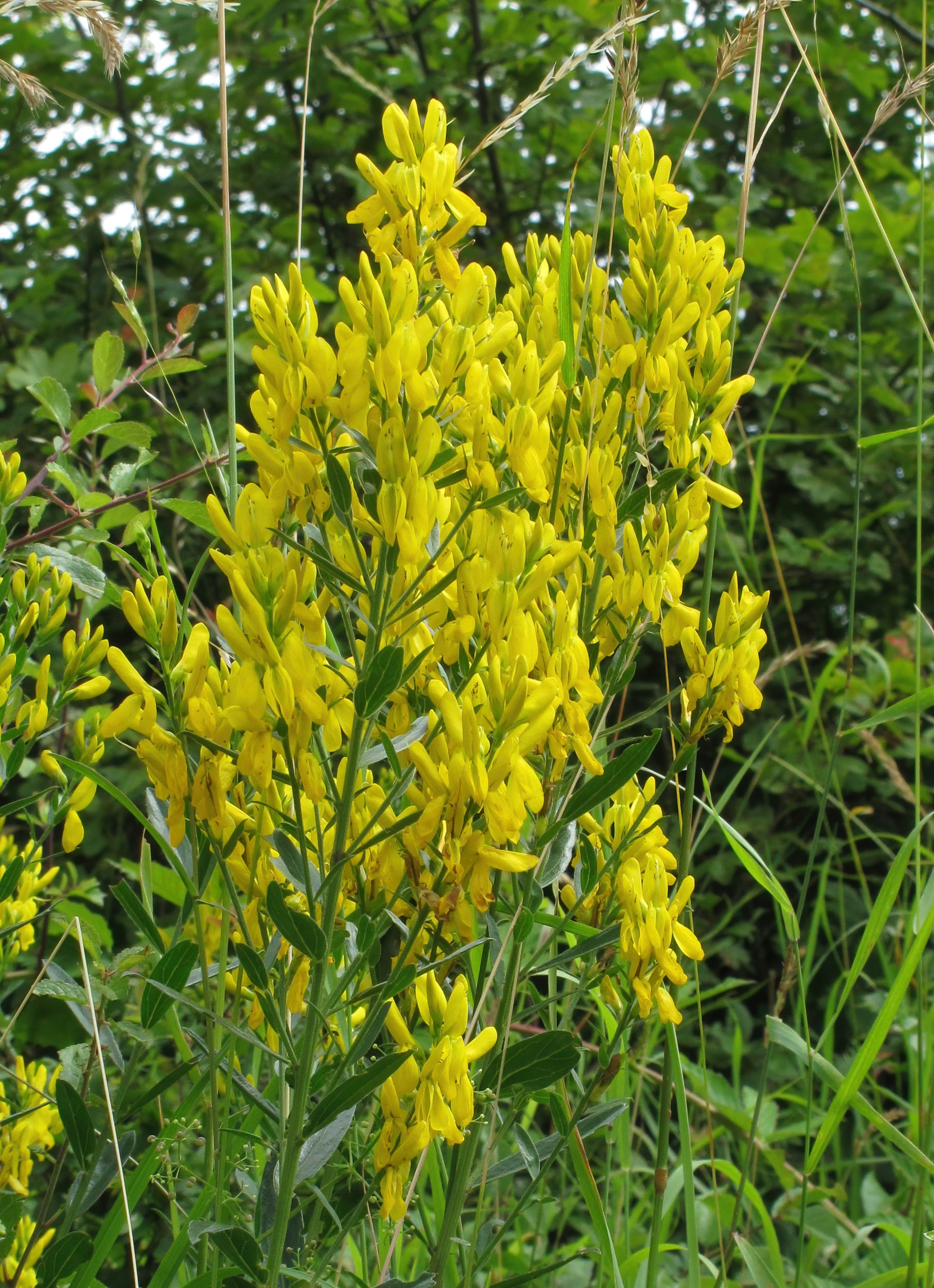 Dyer's Greenweed