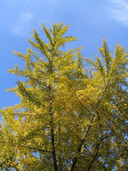Ginkgo 'Saratoga'