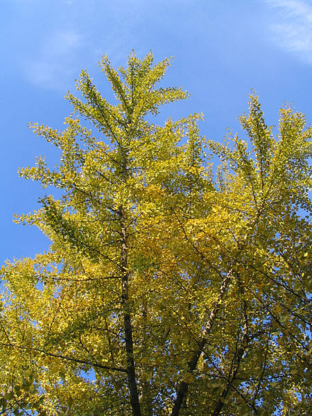 Ginkgo 'Saratoga'