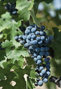 Grape 'Glenora' Seedless