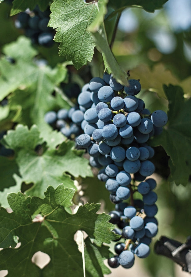 Grape 'Glenora' Seedless