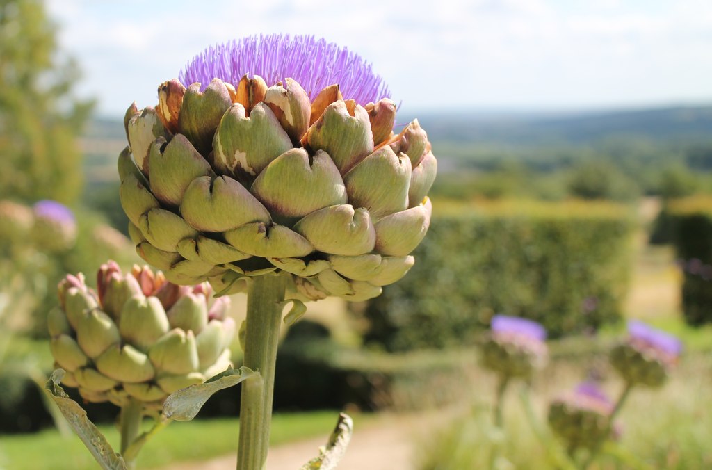 Globe Artichoke 'Green Globe'
