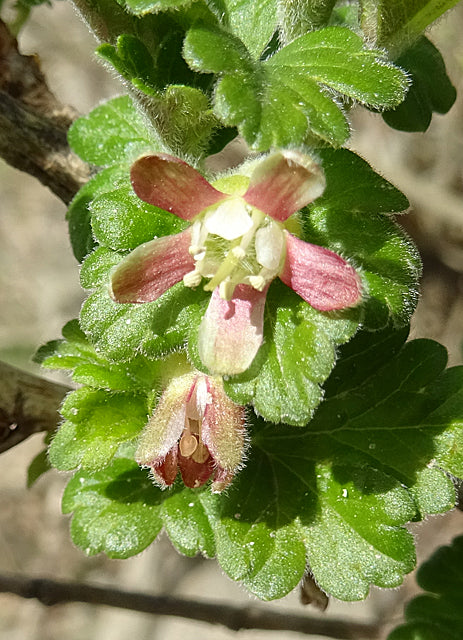 Gooseberry 'Hino Red'