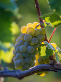 Grape 'Aurora'