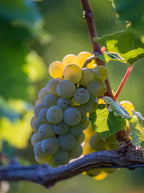 Grape 'Aurora'
