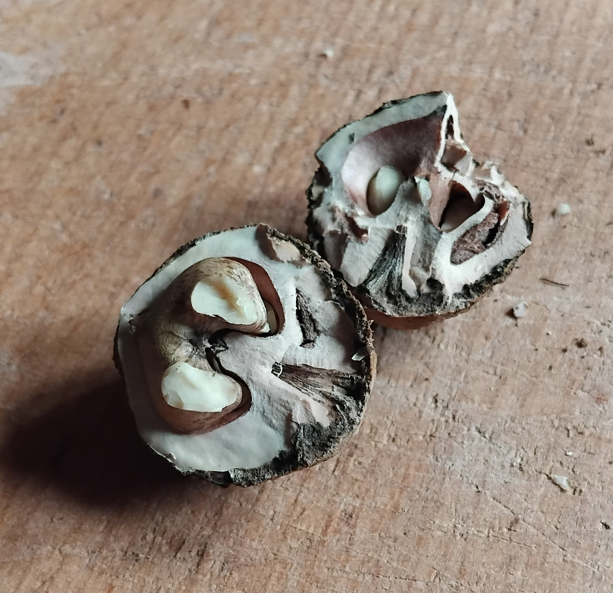Black Walnut 'Bicentennial'