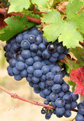 Grape 'Cascade'