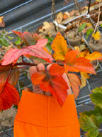 Hawthorn 'Gemosa'