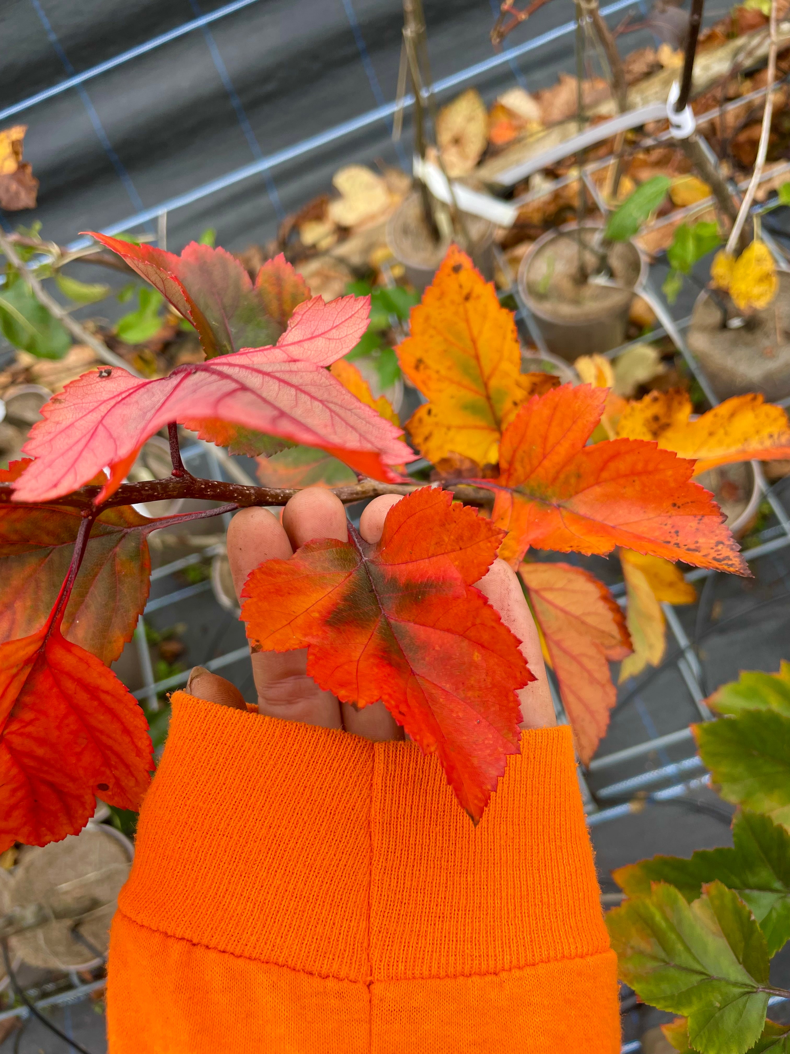 Hawthorn 'Gemosa'