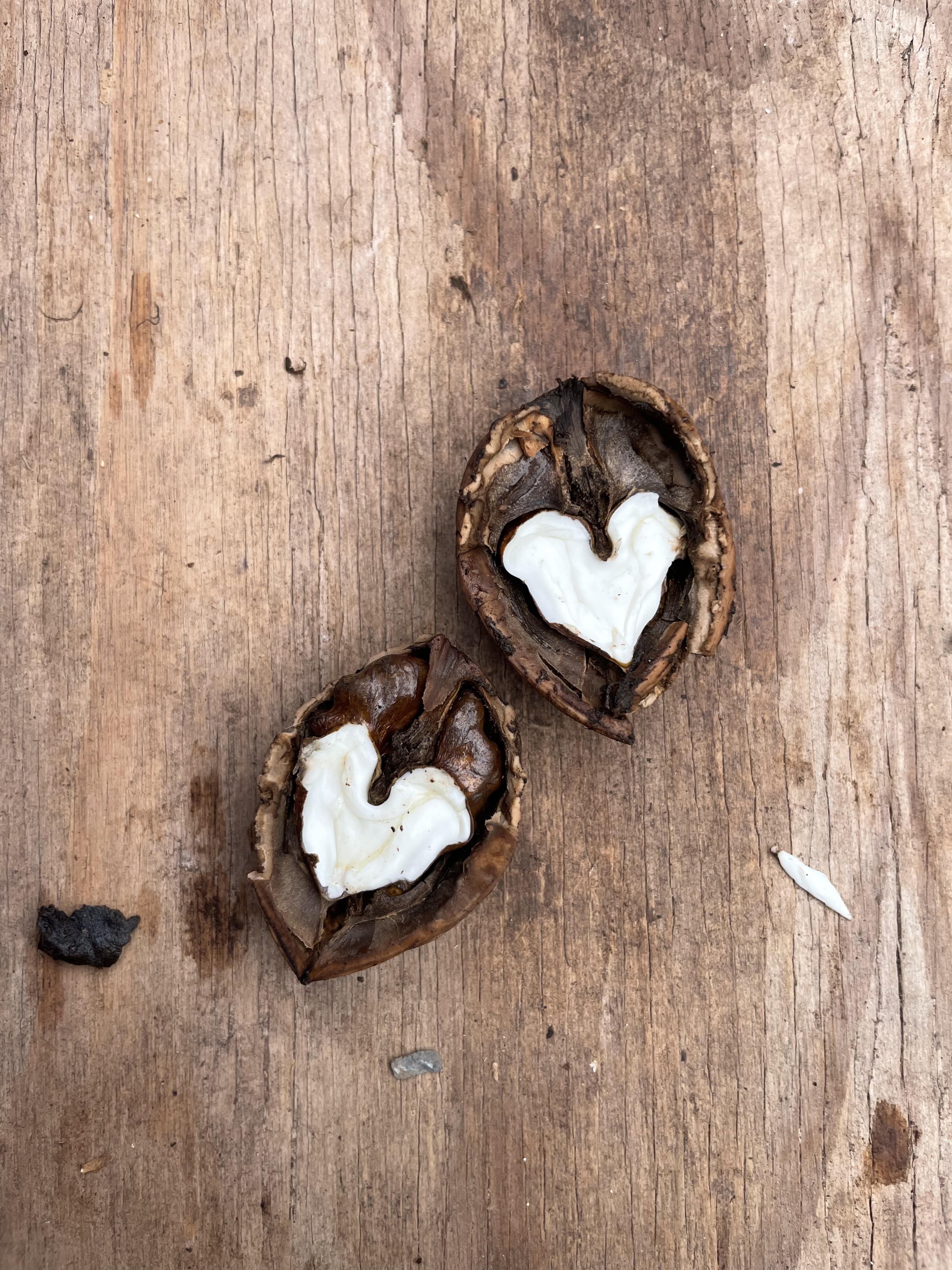 Heartnut 'Adelphi'
