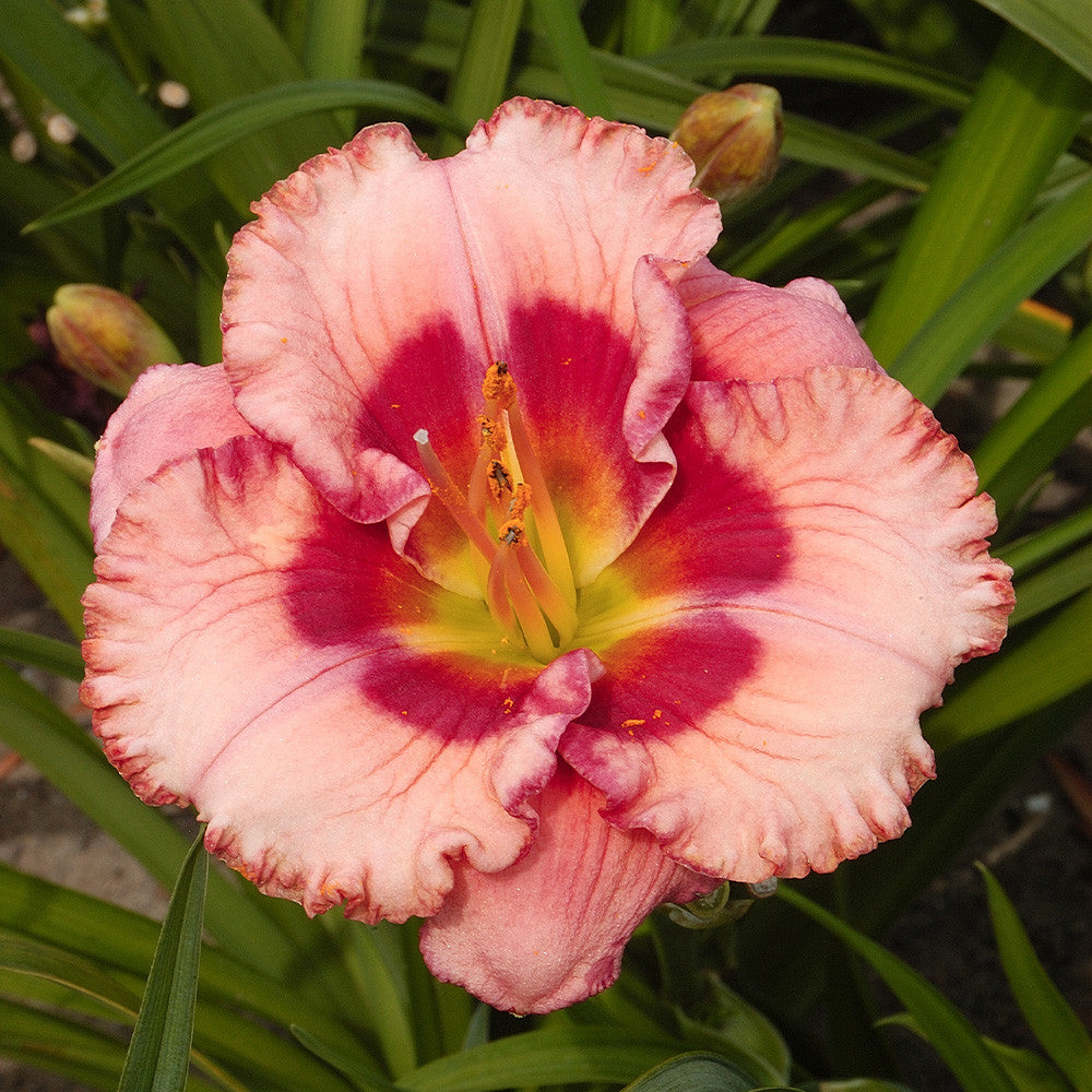 Daylily 'Cherry Valentine'