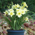 Daylily 'Fragrant Returns'