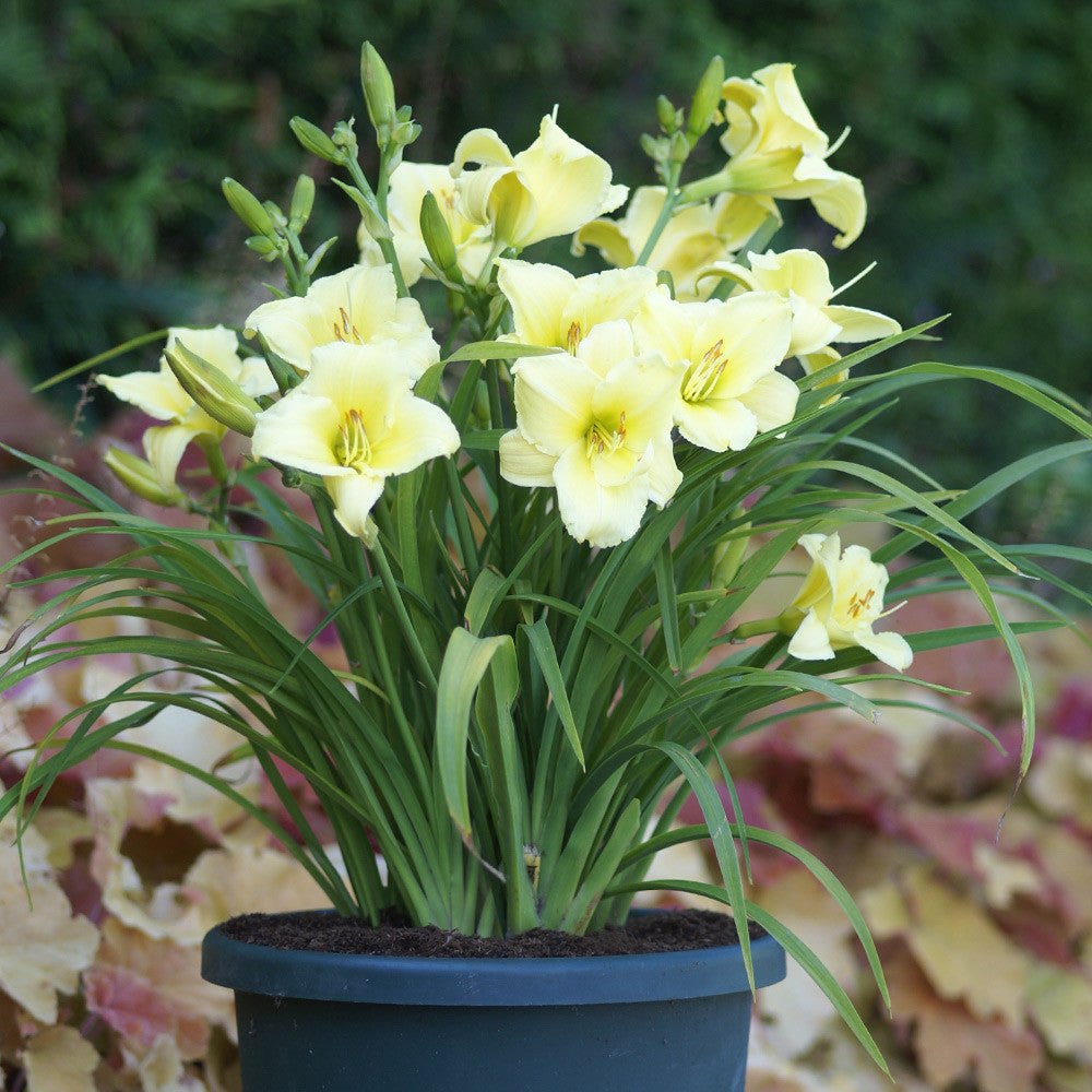 Daylily 'Fragrant Returns'