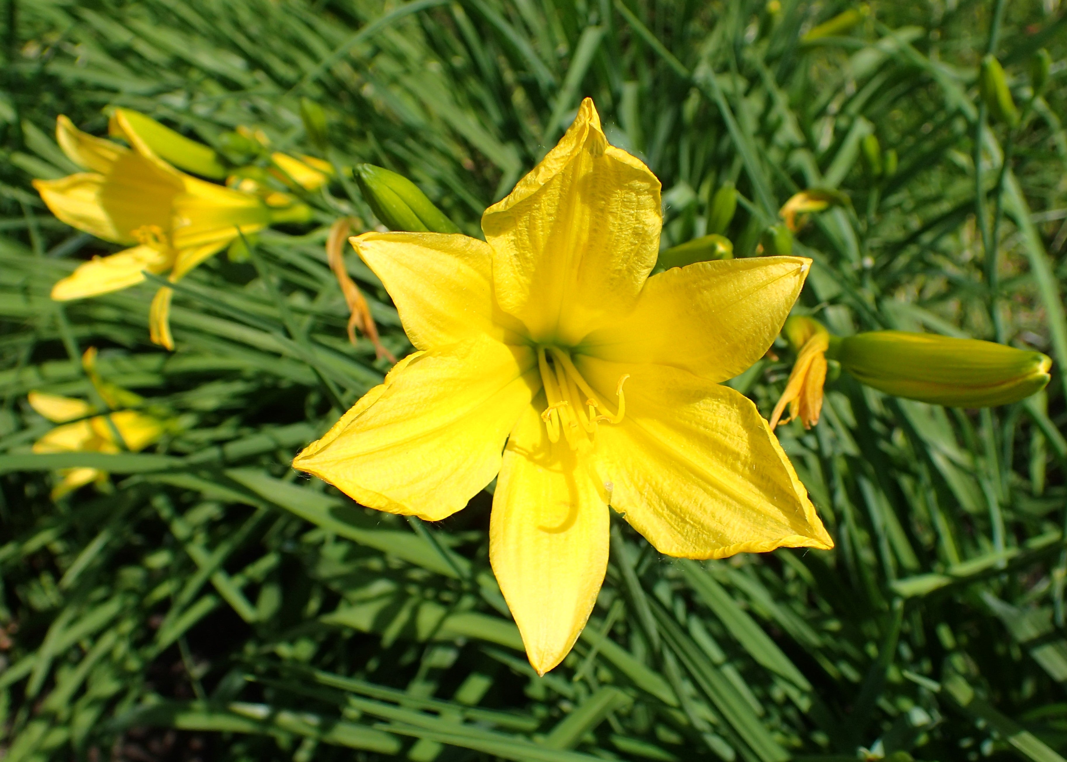 Yellow Daylily