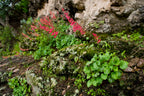 Heuchera 'Firefly'