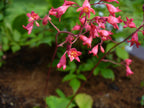 Heuchera 'Firefly'