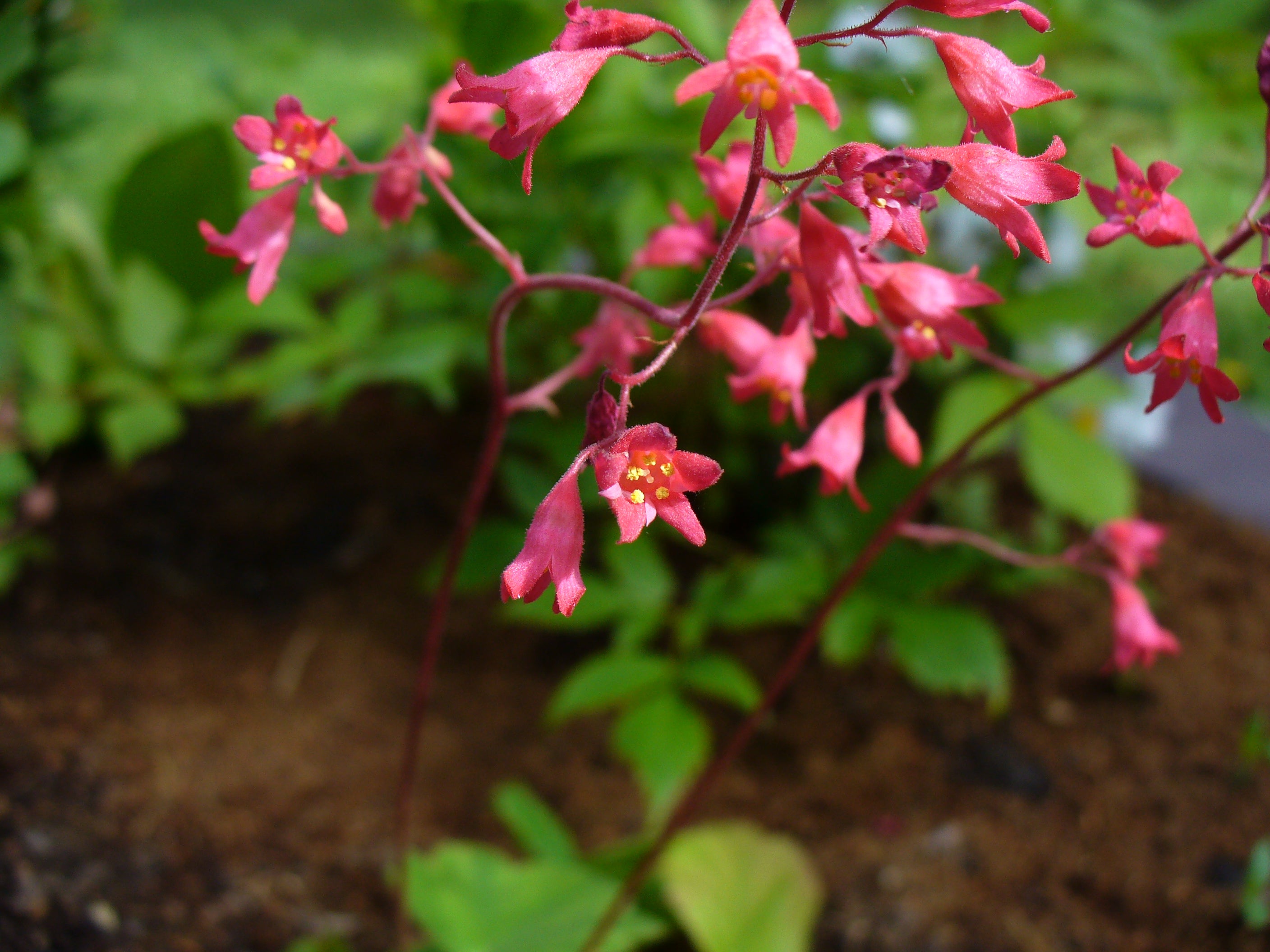 Heuchera 'Firefly'