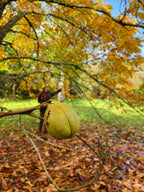 Hickory 'Burton'