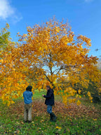 Hickory 'Burton'