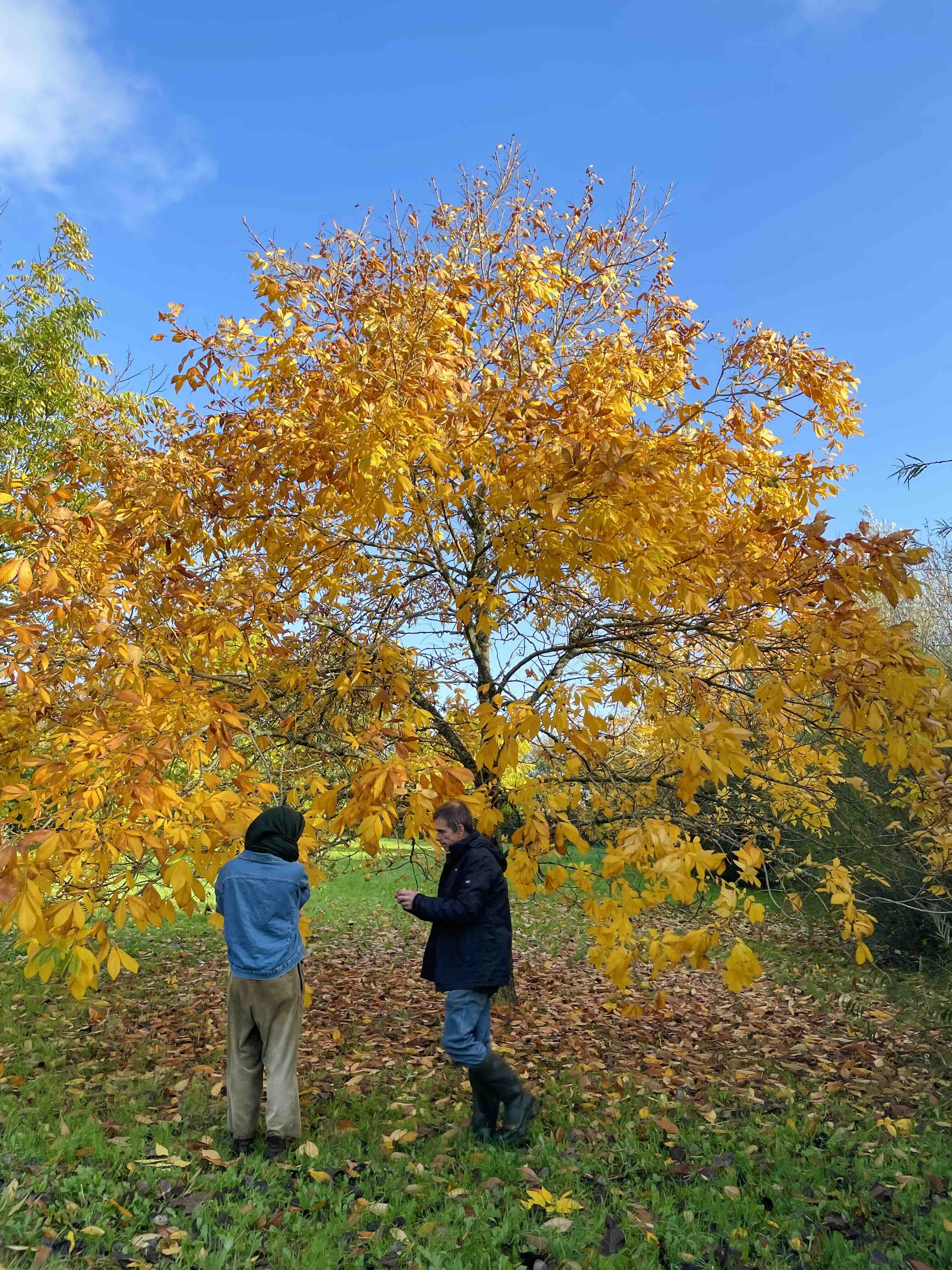 Hickory 'Burton'