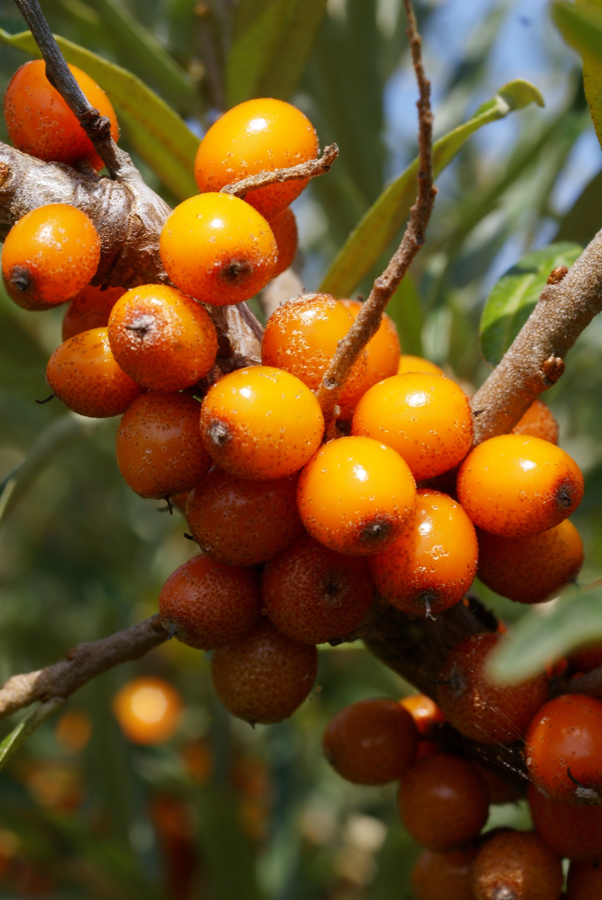 Sea buckthorn 'Friesdorfer Orange'