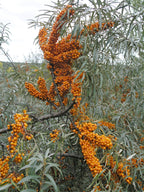 Sea Buckthorn 'Orange Energy'