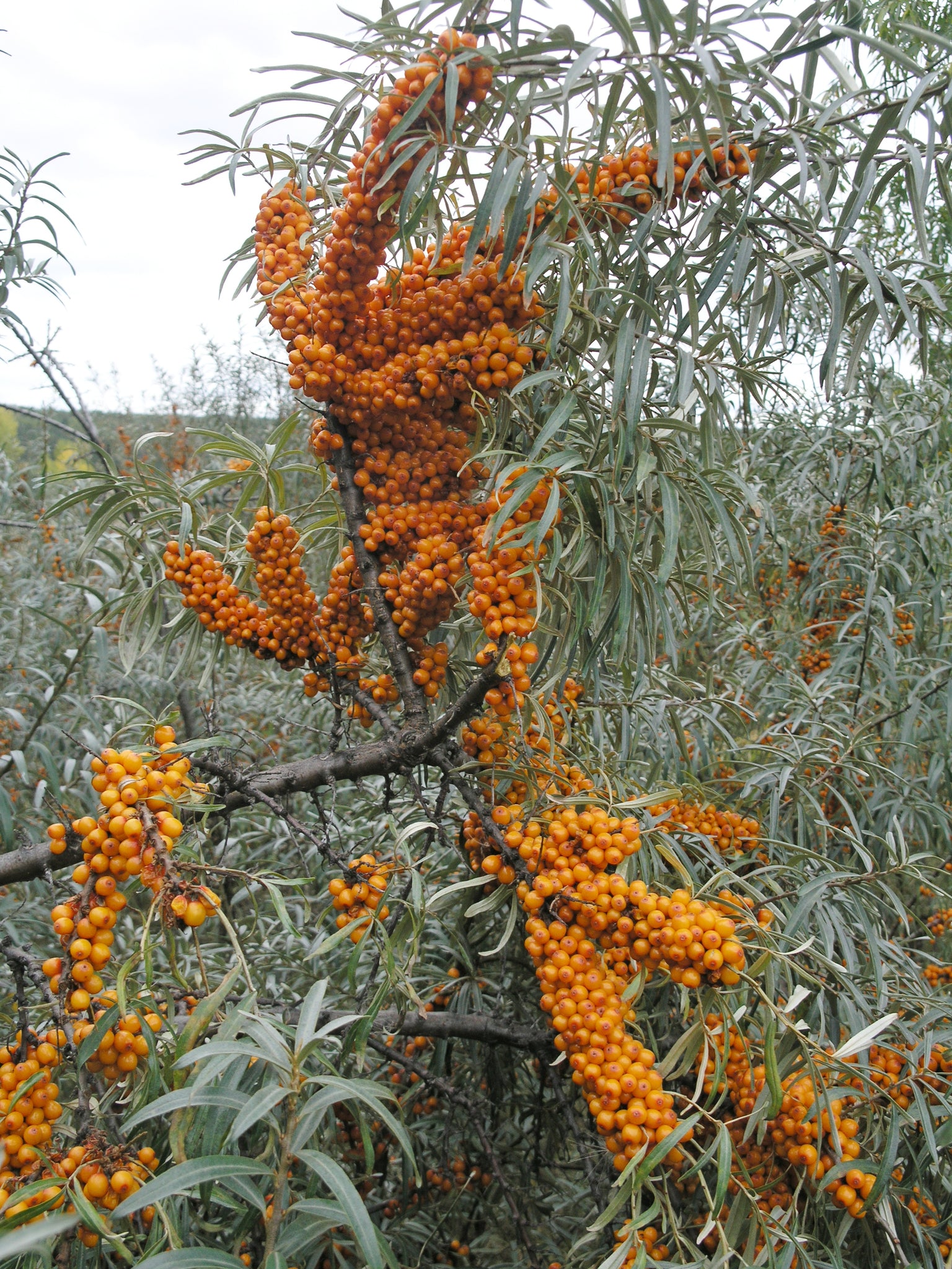 Sea Buckthorn 'Orange Energy'