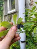 Honeyberry 'Zojka'