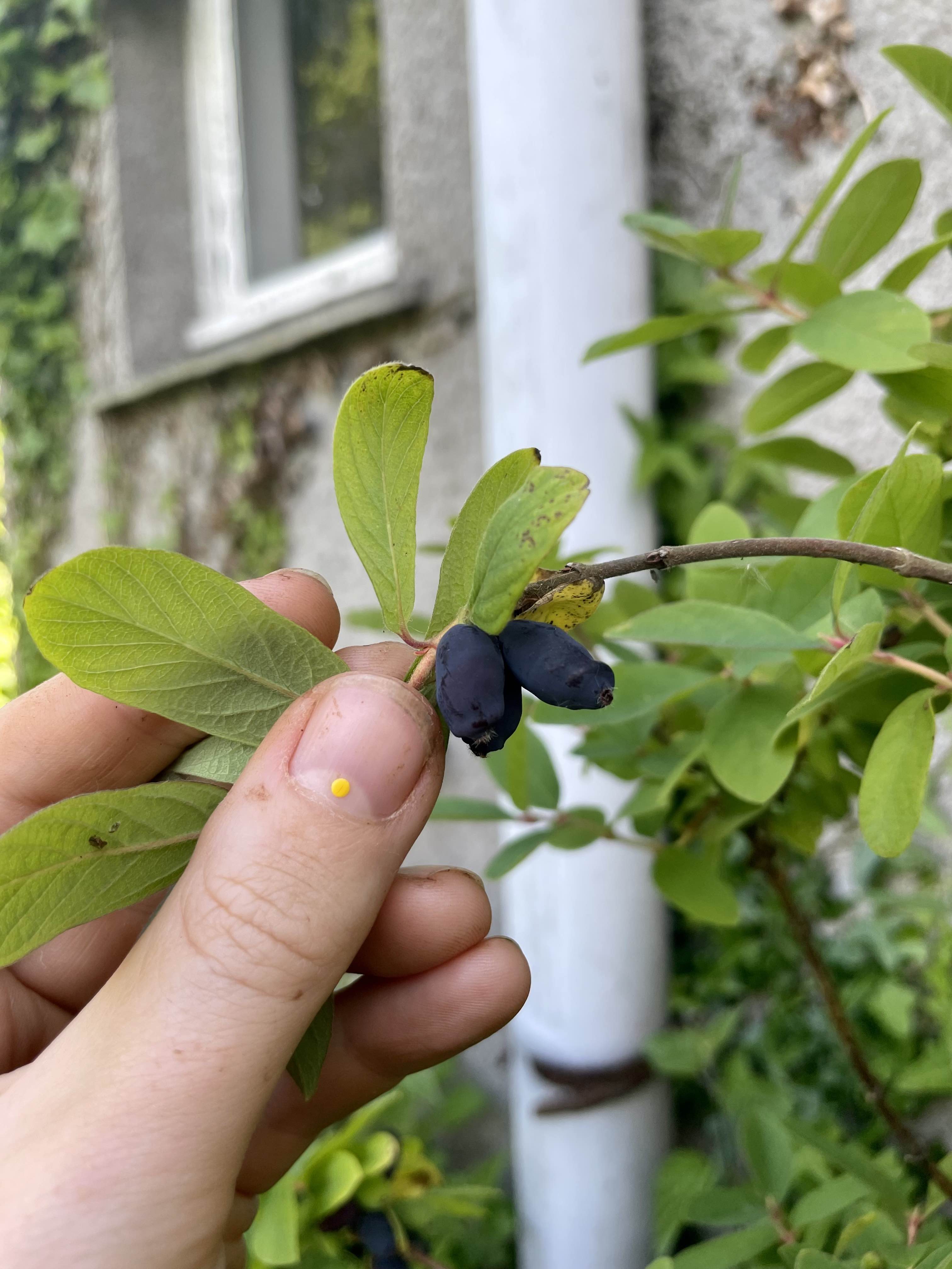 Honeyberry 'Zojka'