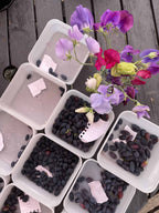 Honeyberry 'Honey Bee' / 'Myberry Bee'