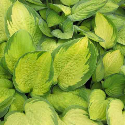 Hosta 'Gold Standard'