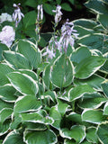 Hosta 'Francee'