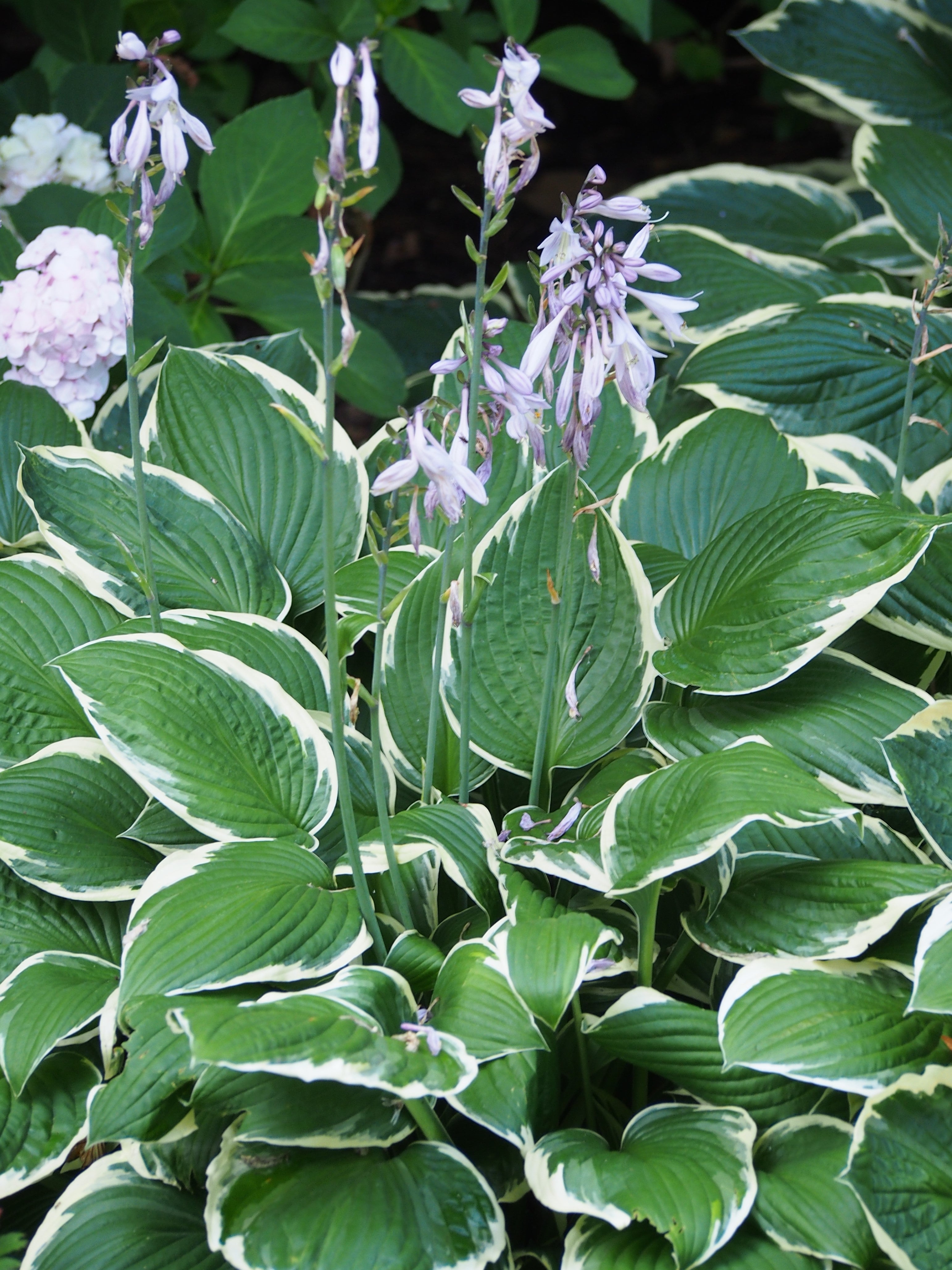 Hosta 'Francee'