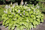 Hosta 'Royal Standard'