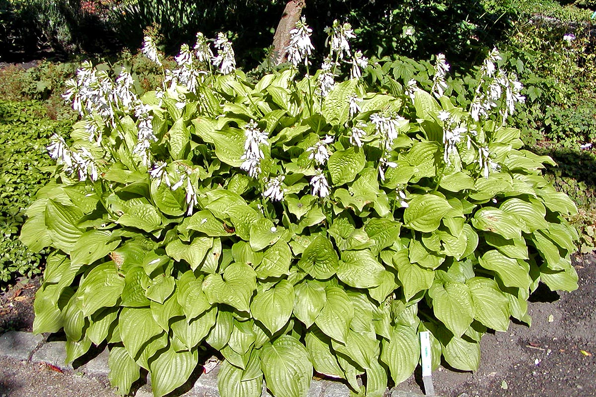 Hosta 'Royal Standard'