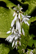 Hosta 'Royal Standard'