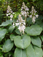 Hosta 'Elegans'